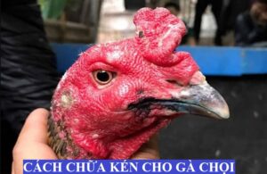 Tìm hiểu về kén gà