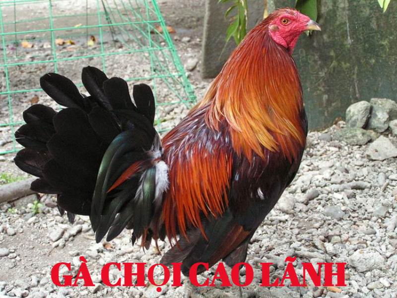 Tìm hiểu về những chú chiến kê Cao Lãnh đầy mạnh mẽ