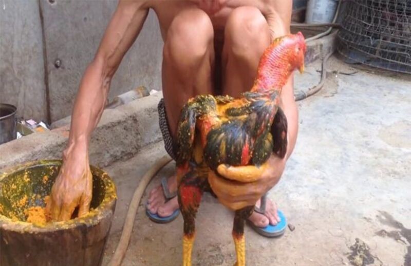 Vào nghệ cho chiến kê