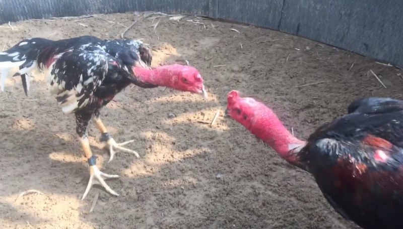 Xổ sai cách khiến gà không thể gáy