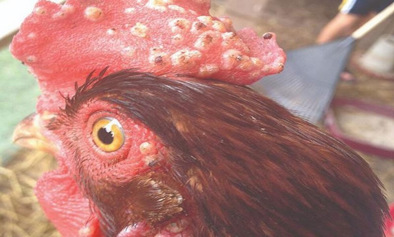Xuất hiện nhiều mụn nước