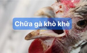 Yếu tố khiến gà khò khè