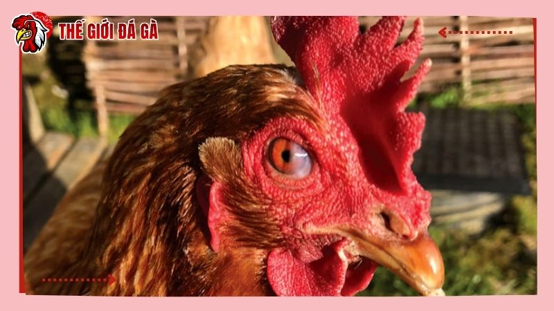 Lưu ý khi chữa trị gà bị đá mù mắt
