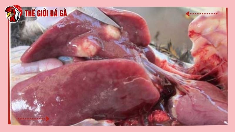 ARN virus chủng herpes là nguyên nhân gây bệnh Marek