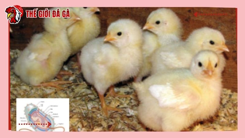 Bệnh dịch nguy hiểm phát tán qua nhiều con đường khác nhau
