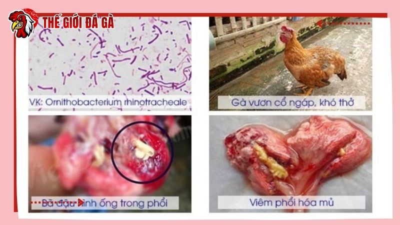 Bệnh tích sau khi mổ khám vật nuôi nhiễm vi khuẩn ORT