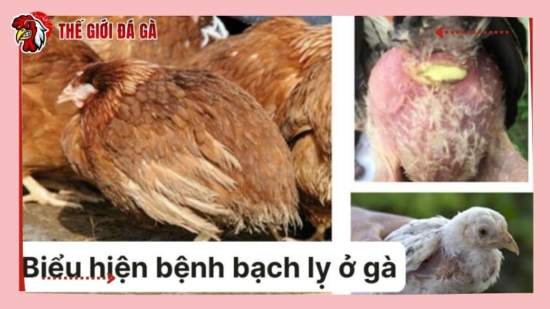 Gà nhiễm bệnh có biểu hiện ủ rũ, bỏ ăn