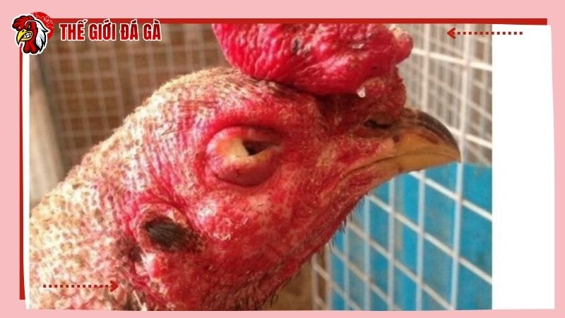 Cách chữa gà bị đá mù mắt bằng thuốc thú y