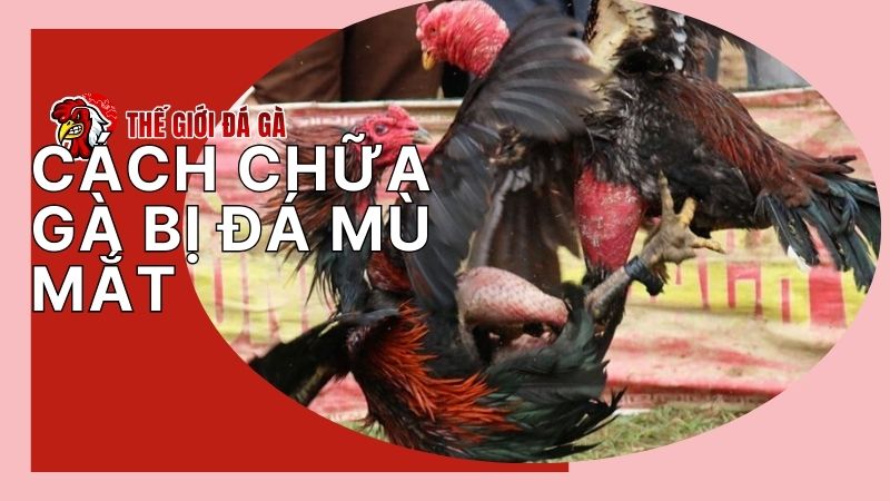 Chiến kê bị đá mù mắt khó có thể hồi phục