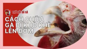 Cách chữa gà bị khò khè lên đờm