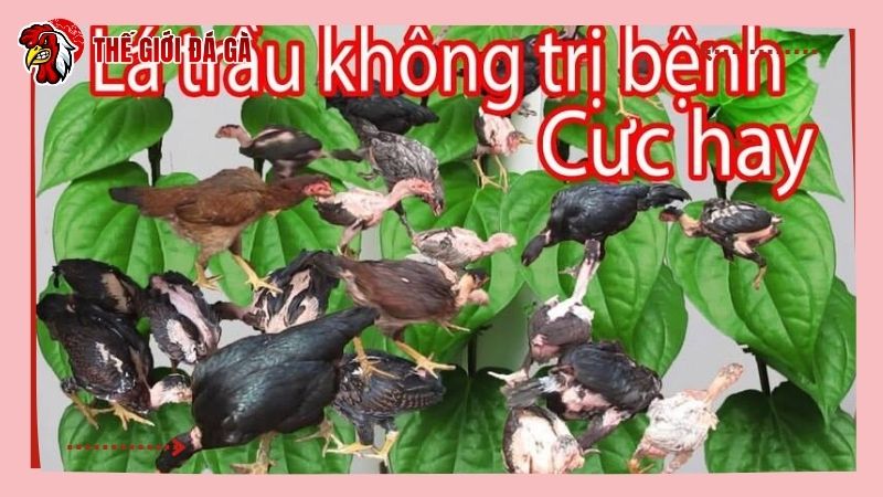 Cách chữa gà bị khò khè lên đờm với bài thuốc từ lá trầu không