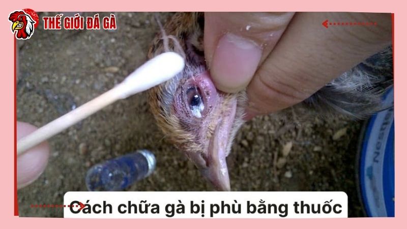 Cách chữa gà bị phù bằng thuốc thú y