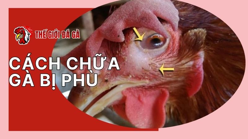 Tìm hiểu về bệnh phù đầu ở gà