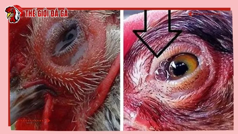 Gà bị phù có dấu hiệu nhận biết như thế nào?