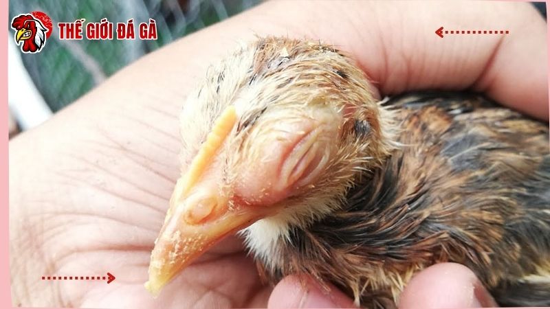Nguyên nhân bùng phát dịch bệnh Coryza