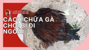 Triệu trứng khi chiến kê bị đi ngoài