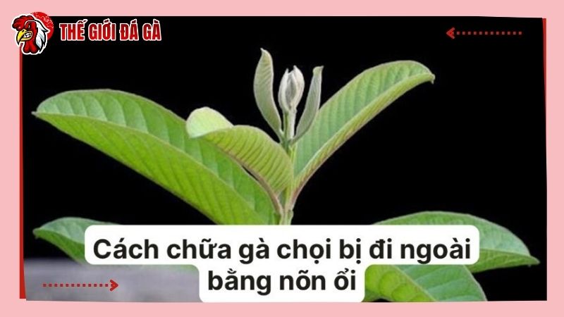 Cách chữa gà chọi bị đi ngoài bằng nõn ổi