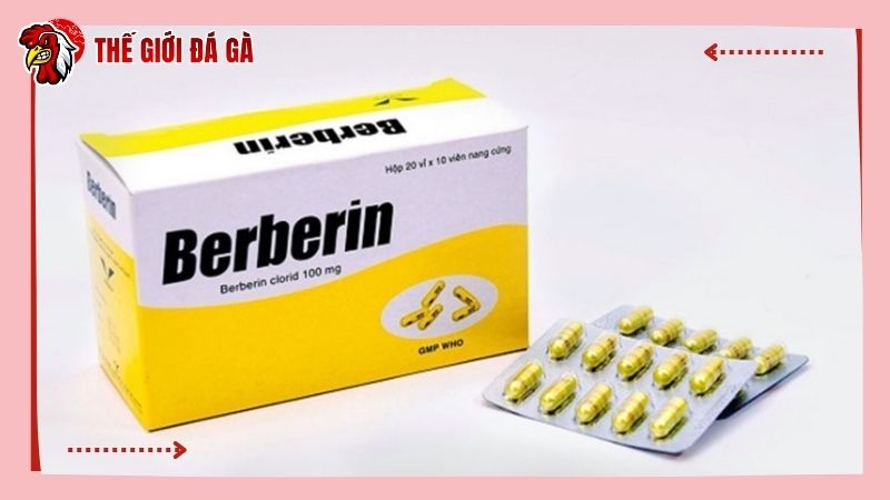 Cách chữa gà chọi bị đi ngoài bằng thuốc Berberin của người