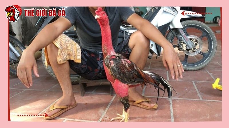 Cách chữa gà chọi bị mất gân bằng cách massage