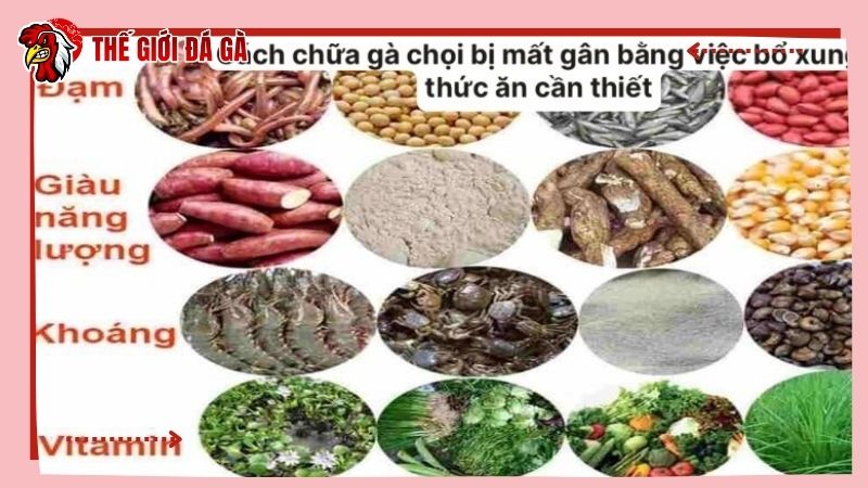Cách chữa gà chọi bị mất gân bằng chế độ dinh dưỡng hợp lý