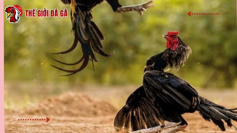 Tìm hiểu nguyên nhân khiến cho chiến kê bị mất gân chân