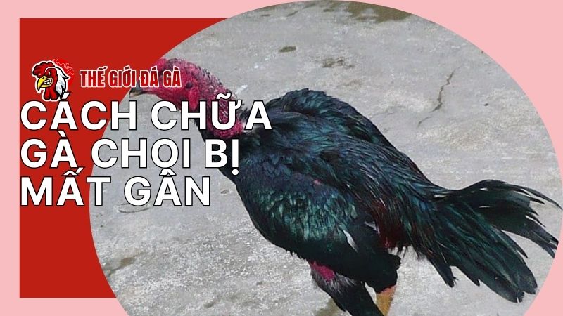 Biểu hiện khi chiến kê bị mất gân chân