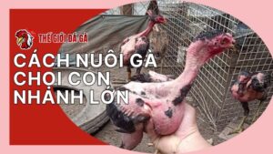 Cách nuôi gà chọi con nhanh lớn của sư kê lão làng