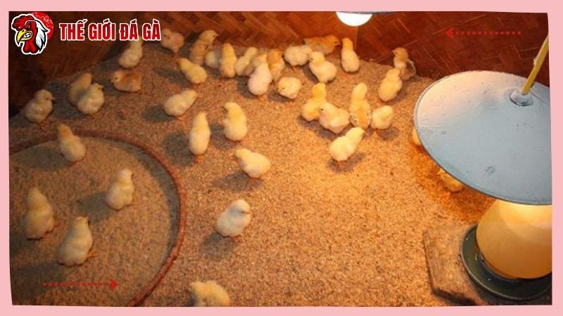 Cách nuôi gà chọi con nhanh lớn - cần chăm sóc kỹ lưỡng