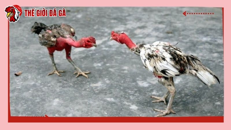 Huấn luyện gà con cần đúng, chuẩn để gà phát triển tốt