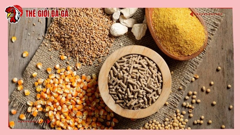 Dinh dưỡng cho gà chọi con sẽ phân theo từng tuần tuổi