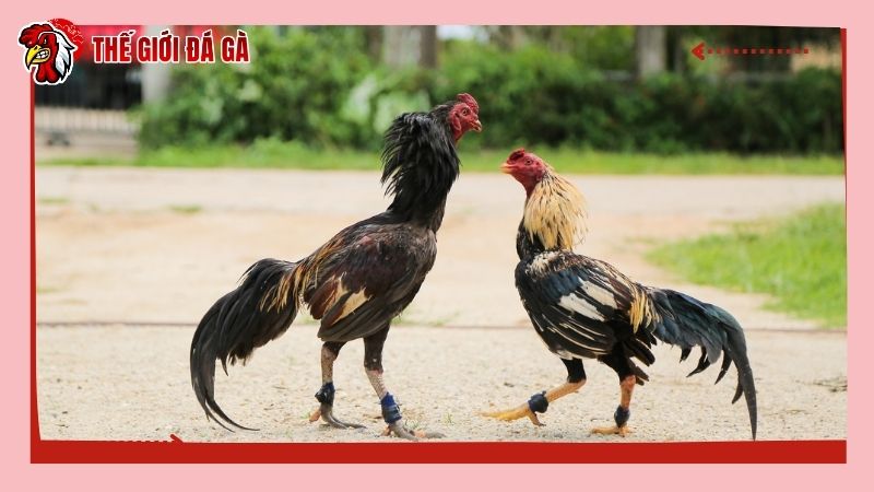 Tùy vào từng lý do mà sư kê có nhiều cách xử lý khi gà không chịu đá