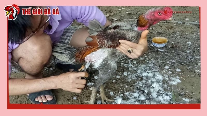 Cách cắt lông cho chiến kê cần tỉ mỉ, thực hiện theo thứ tự