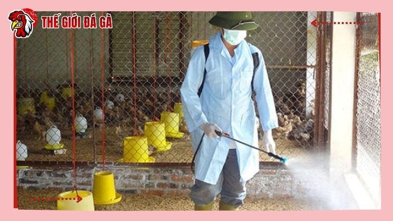 Đảm bảo khu vực chăn thả nuôi nhốt để gà không bị khò khè