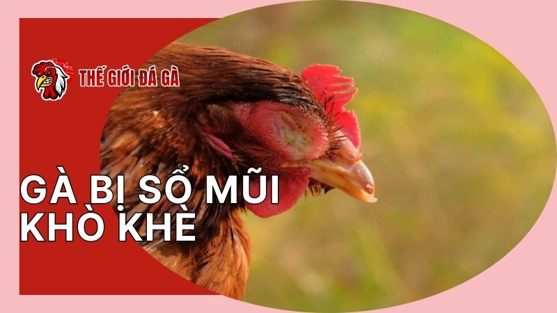 Dấu hiệu đặc trưng khi gà bị sổ mũi khò khè