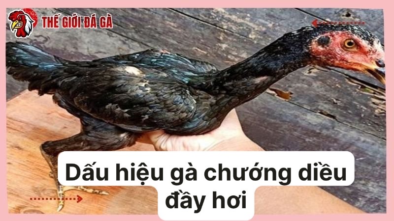 Vật nuôi đang bị chướng diều đầy hơi