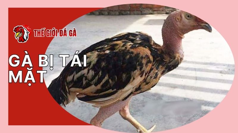 Dấu hiệu nhận biết hiện tượng tái mặt ở gà