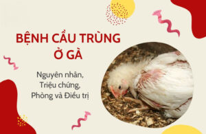 Dấu hiệu khi gà bị nhiễm khuẩn Eimeria