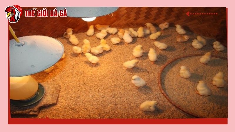 Điều trị dứt điểm khi gà bị chướng diều khô chân