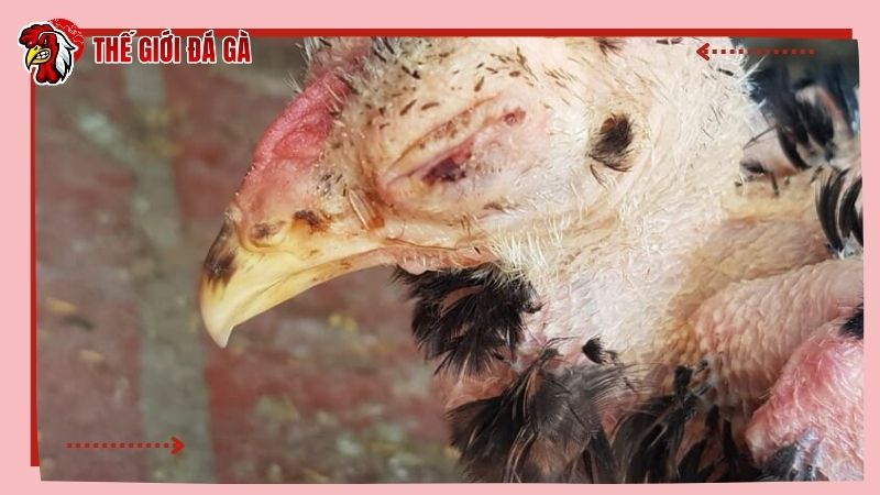 Phương pháp cải thiện sắc tố da trên mặt của vật nuôi