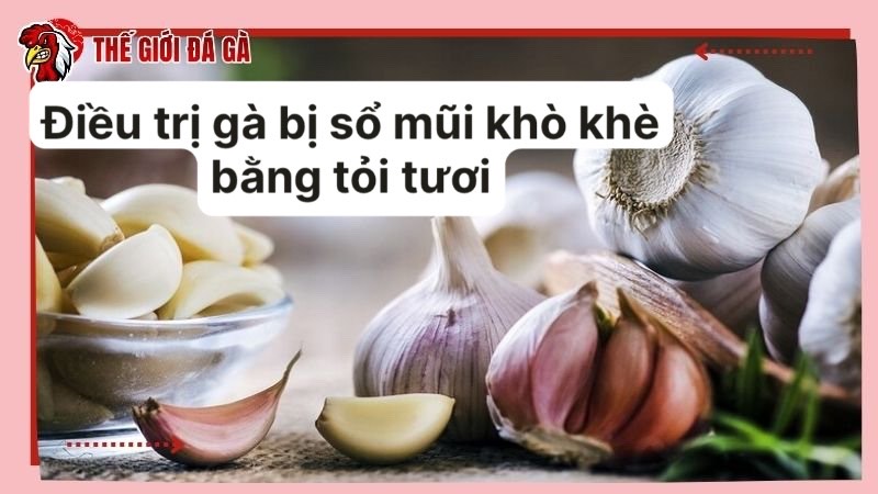 Dùng tỏi tươi để điều trị cho gà bị sổ mũi khò khè