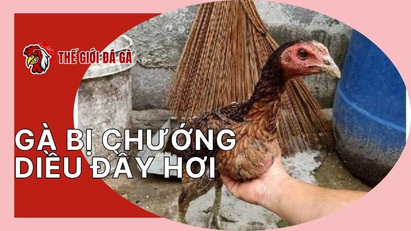 Gà bị chướng diều đầy hơi vì ăn quá nhiều chất xơ