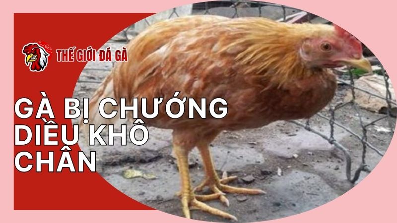 Vật nuôi bị chướng diều khô chân là do nguyên nhân gì?