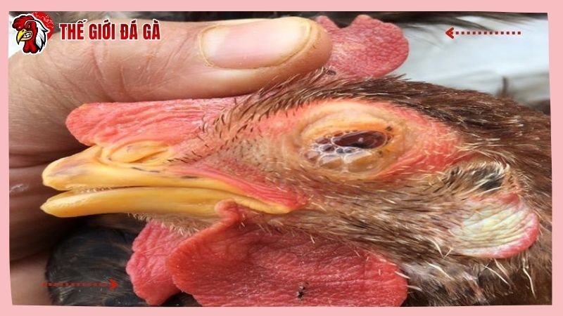 Vật nuôi bị sổ mũi khò khè điều trị như thế nào để nhanh khỏi