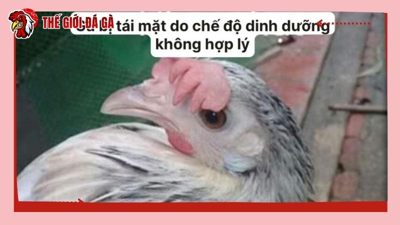 Gà bị tái mặt do chế độ dinh dưỡng không hợp lý