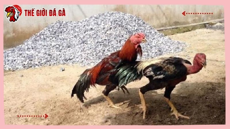Chiến kê bị tái mặt khi tham gia các trận sổ