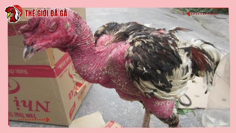 Gà bị bệnh gây ra mệt mỏi, sức lực không đủ để đi đá