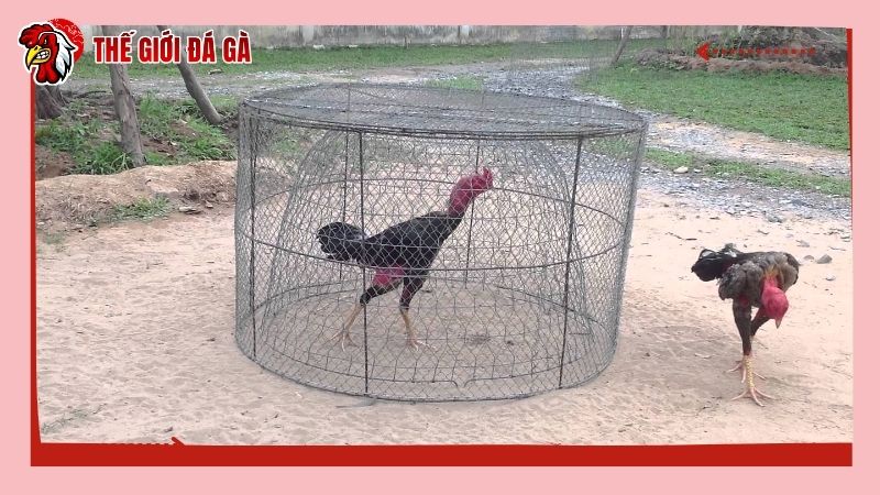 Tập luyện quá sức khiến gà mất tự tin và không chịu đá