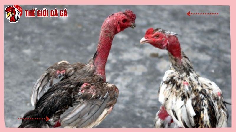 Gà chọi không chịu đá còn gọi là gà bị rót, gà lỏn lẻn