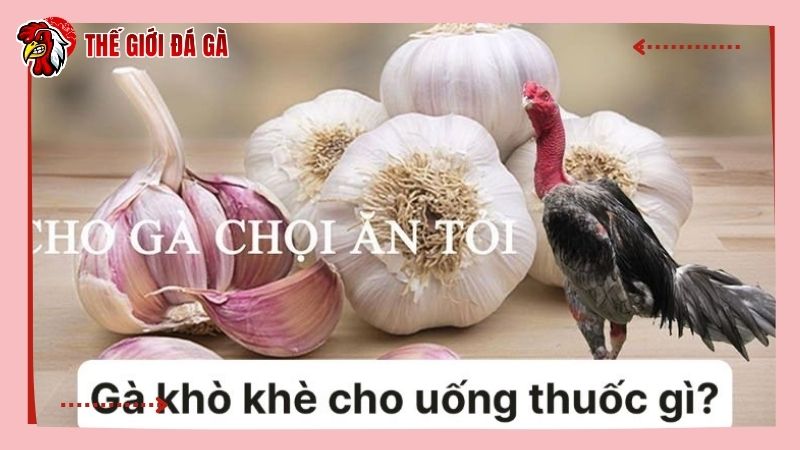 Dùng tỏi tươi để chữa bệnh cho gà cực hiệu quả
