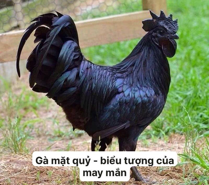 Màu đen huyền bí mang tới sự giàu sang, may mắn